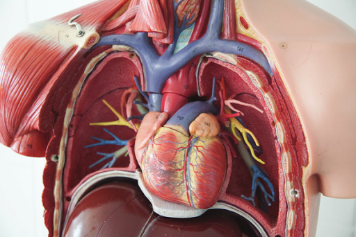 3 Dimensional model of chest anatomy including heart, 