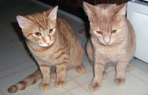 Pavel and Boris