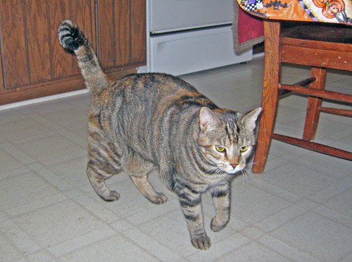 Tasha