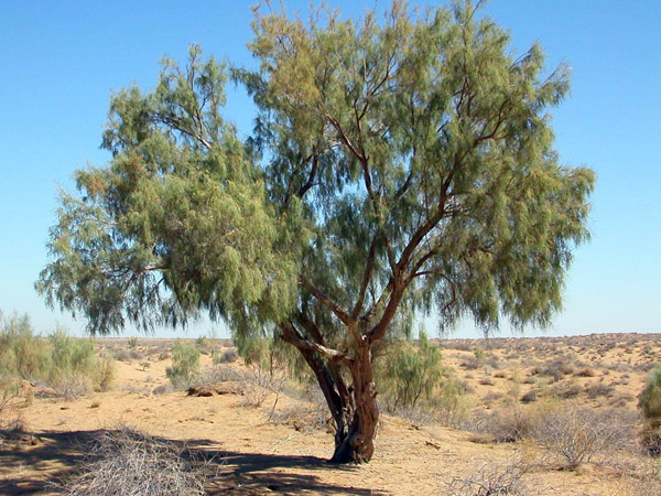 Source is http://upload.wikimedia.org/wikipedia/en/0/04/Desert-landscape.JPG
