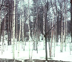 Russian Birch Trees in winter