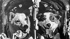 The dogs Belka and Strelka; pravda.ru