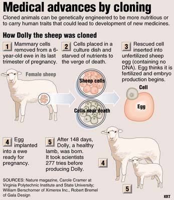 dolly sheep cloning