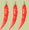 graphic of three chili pepper