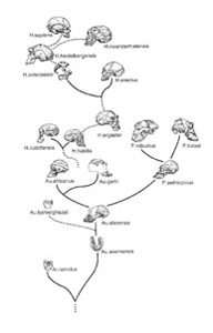 Stylized Homonid Family Tree; original http://www.as.wvu.edu/~kgarbutt/Evolution/Human%20Origins.htm