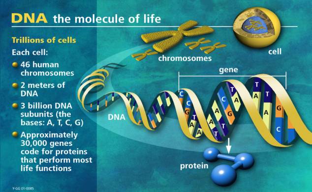 DNA Molecule-www.ornl.gov